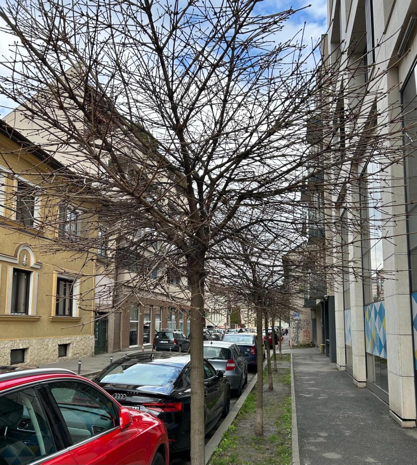 Central Cosy Apartment Cluj-Napoca Exterior foto